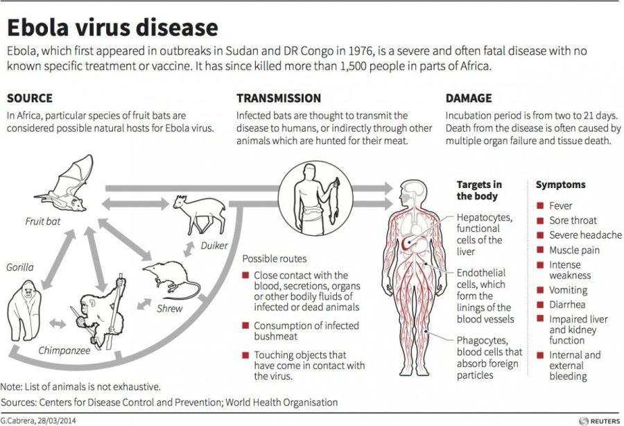 Source%2C+dransmission%2C+and+damage+of+Ebola+virus