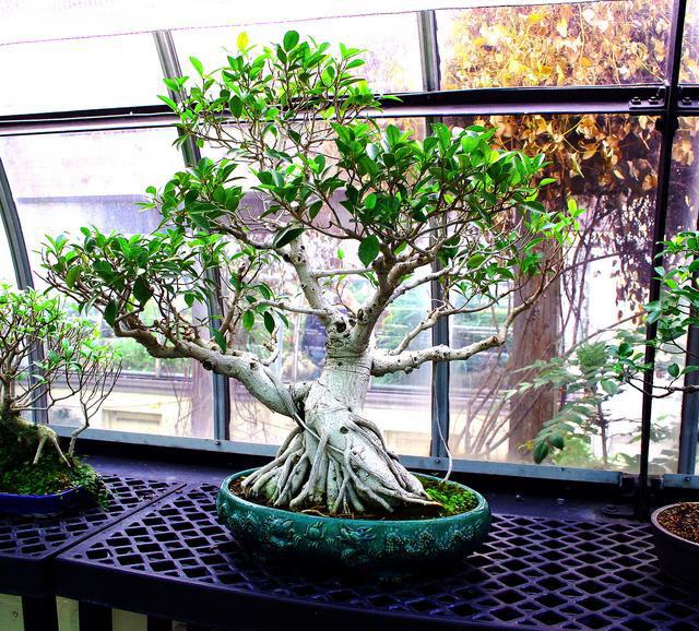 Ficus+retusa+bonsai+tree