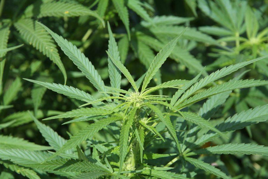 The+cannabis+sativa+plant