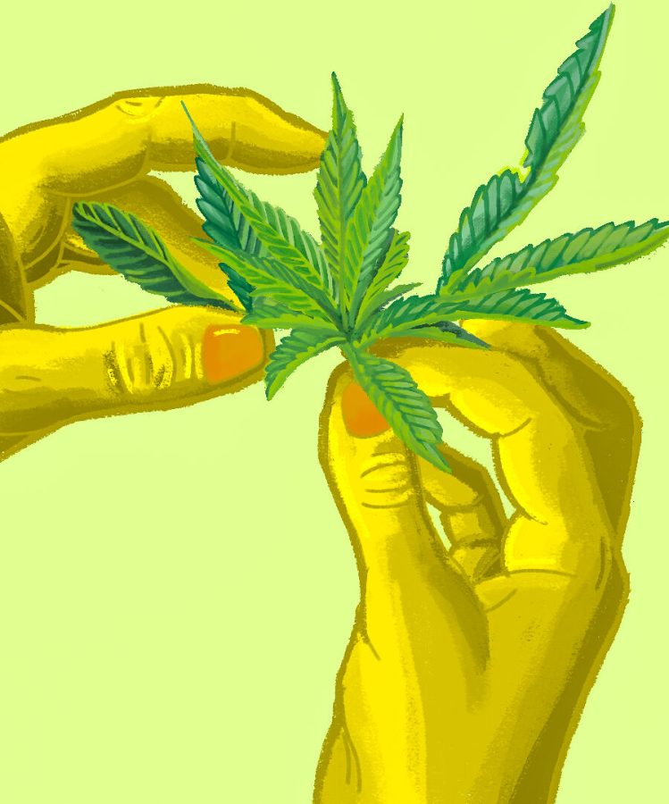 Two hands pull apart a marijuana plant.