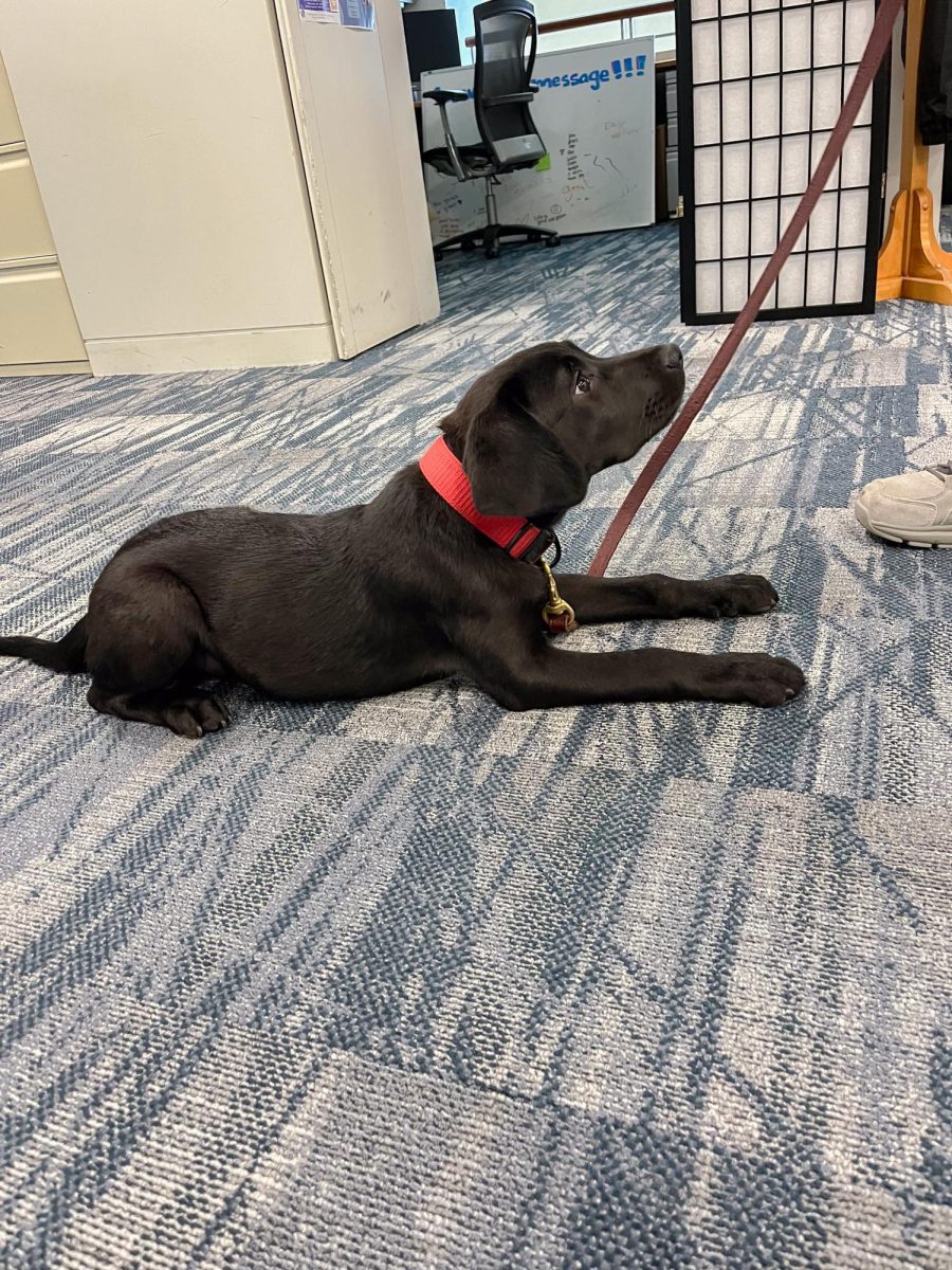 Beacon, UMass Boston’s therapy dog in training, exploring The Mass Media’s office space. Photo by Katrina
Sanville / Editor-In-Chief.