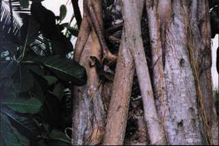 Zancunian lizard on tree.
 