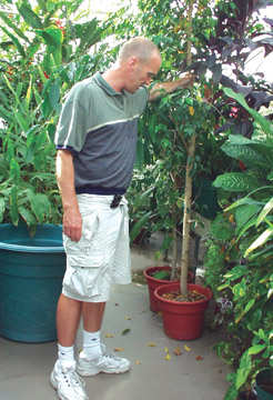Jim Allen examining the flora of the UMB Greenhouse. - photo by Mimi Yeh
 