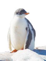 What will a warmer future hold for Anarticas wildlife like this penguin?
 