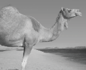 Arabia: Not Just Camels and Oil