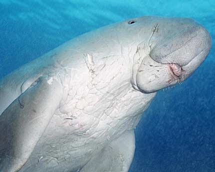Another Victim of New, Disturbing Dugong Fad is Dead Dugong remains unharmed