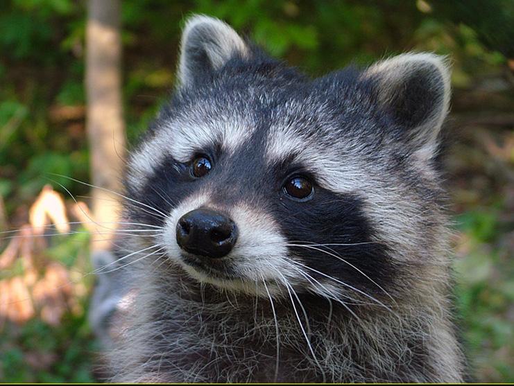 Raccoons save lives
 