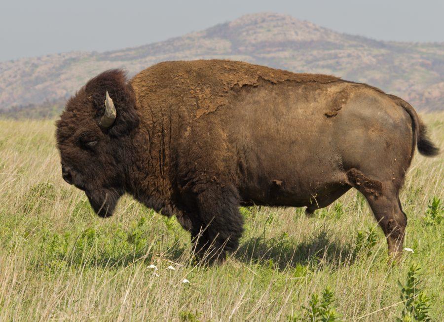 A+male+bison+%28also+called+a+bull%29+at%26%23160%3BWichita+Mountain+Wildlife+Refuge+in+Oklahoma.