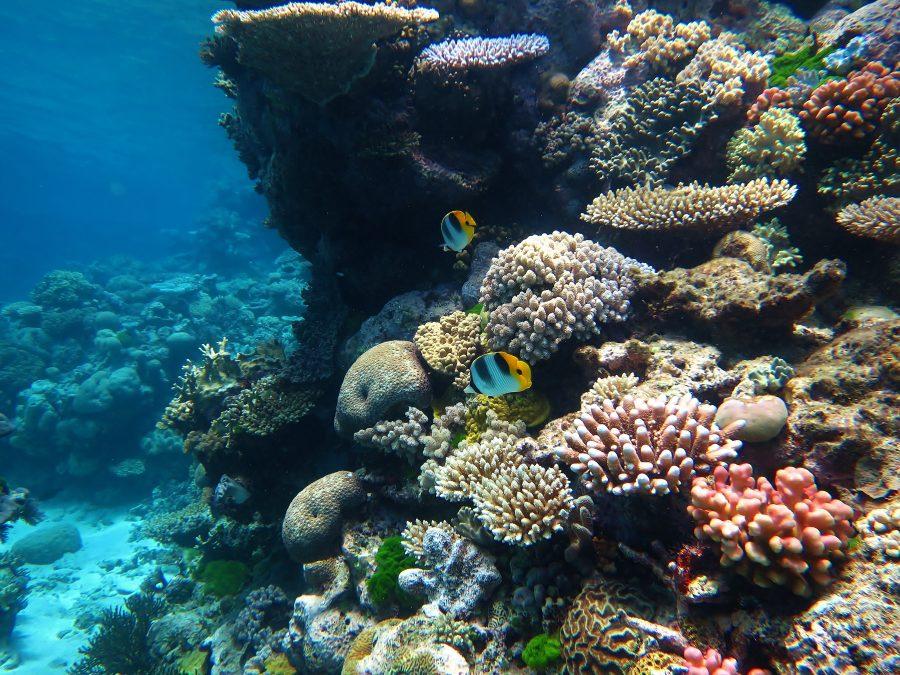 Great+Barrier+Reef+along+the+coast+of%26%23160%3Bnortheastern%26%23160%3BAustralia.