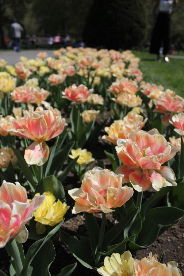 A beautiful patch of flowers in Bostons public garden. 