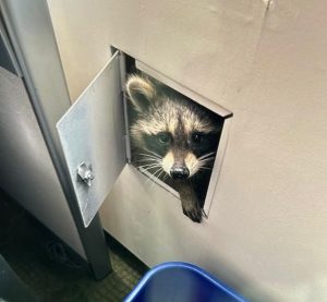 A raccoon looking out from a wall inside of the Quinn Administration Building. Photo submitted by a member of the Classified Staff Union. 